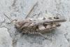 Acrotylus sp.